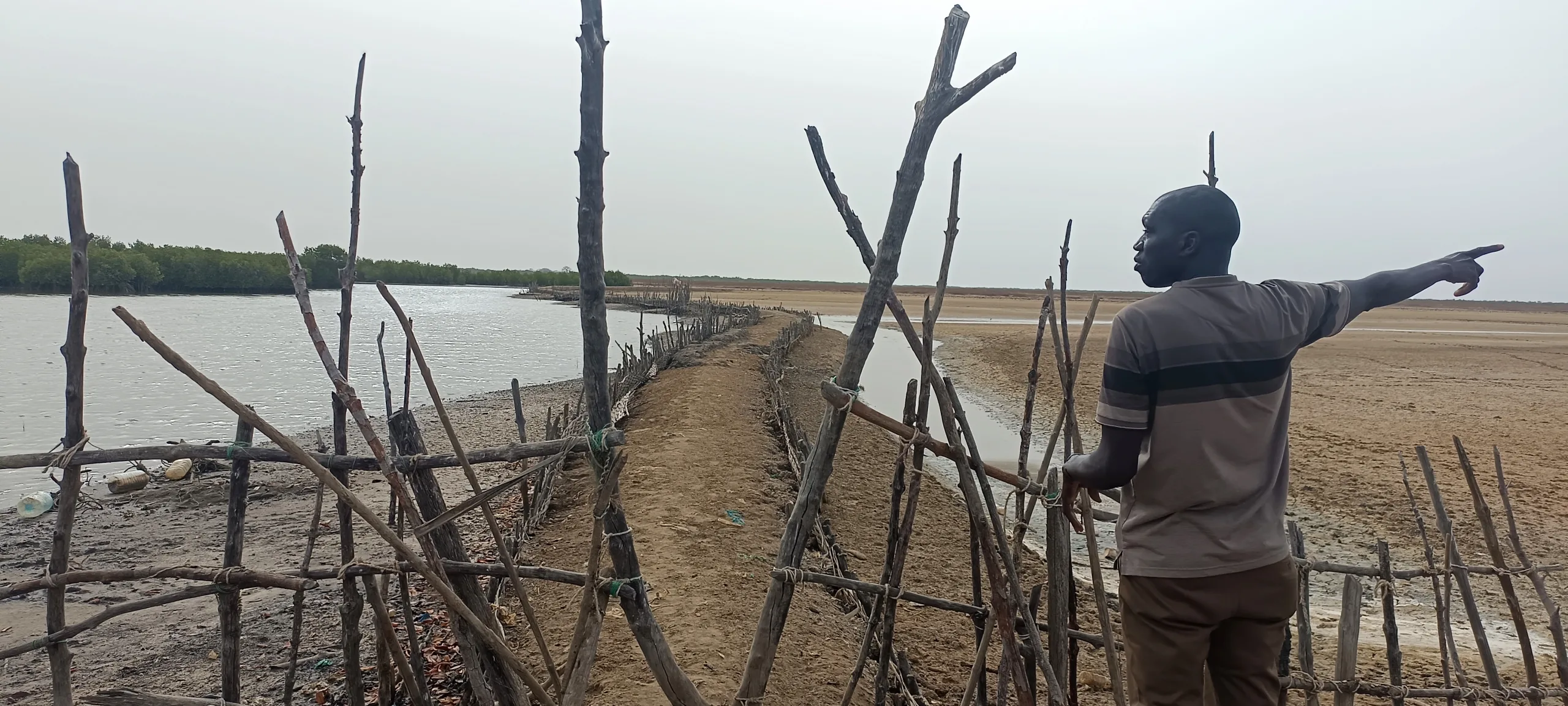 26 de julio: Día Mundial de los Manglares.  Aliados frente al cambio climático y garantes de vida en las comunidades costeras