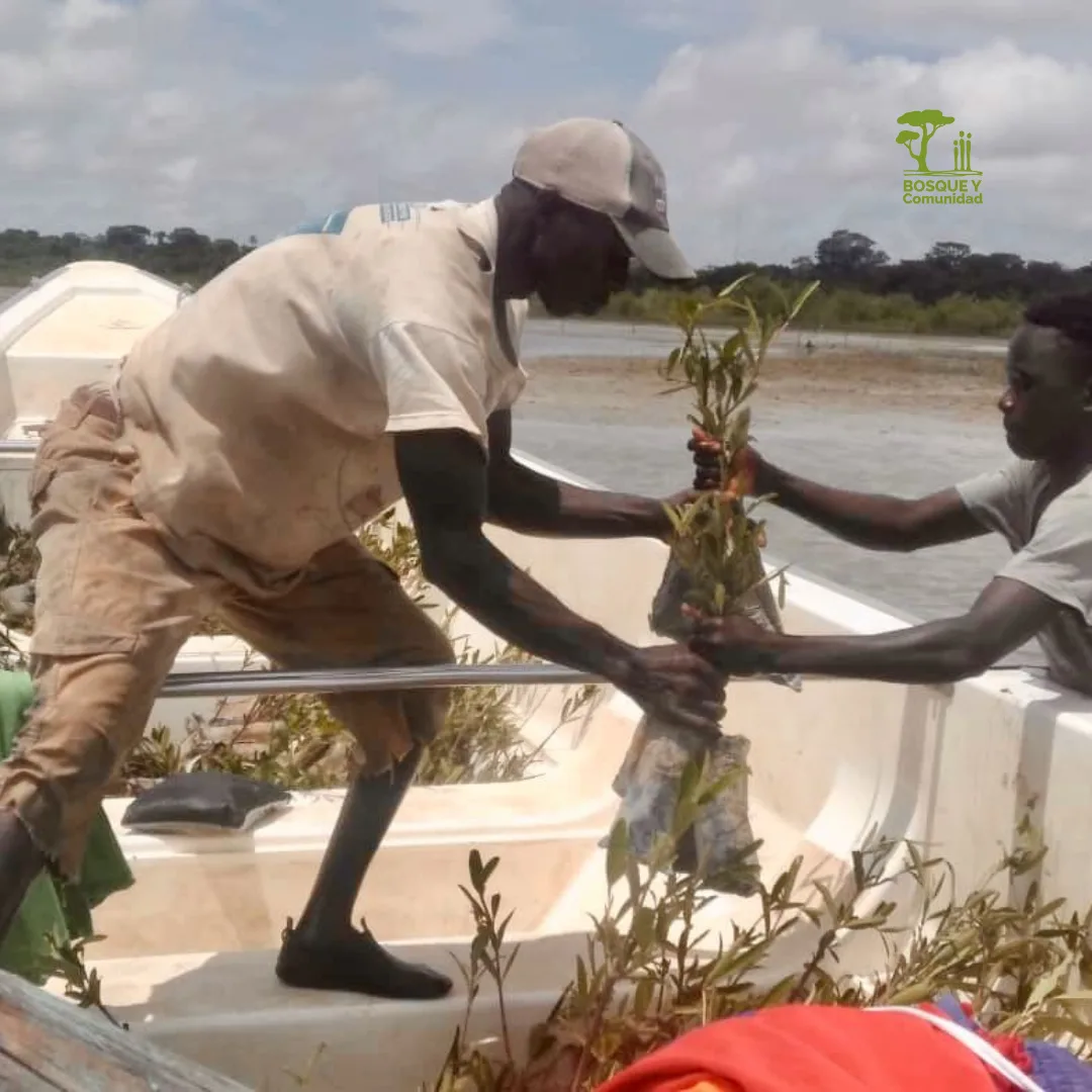 Reforestación comunitaria en Bandial y Etama: jóvenes y mujeres al frente de la recuperación ambiental
