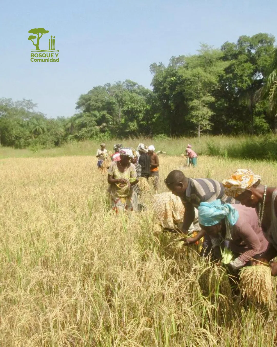 El arroz en Senegal: tradición, cultura y resiliencia frente al cambio climático