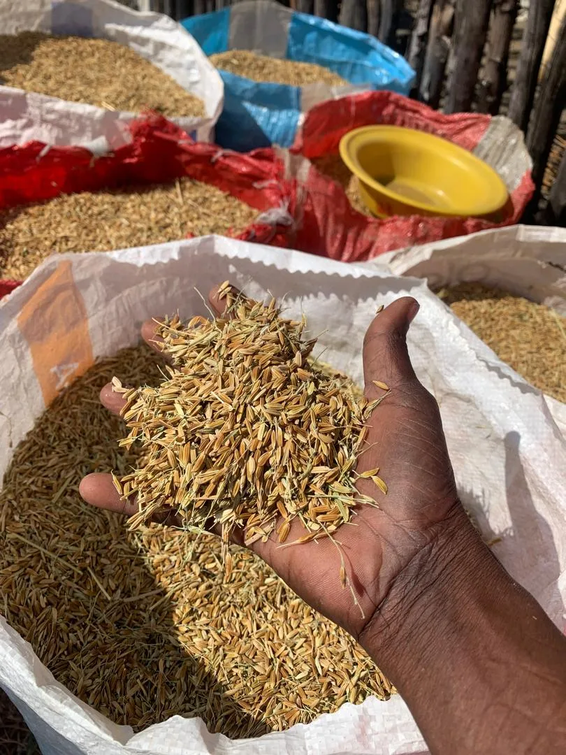 La cosecha de arroz en Senegal: un pilar para la seguridad alimentaria y la resiliencia climática
